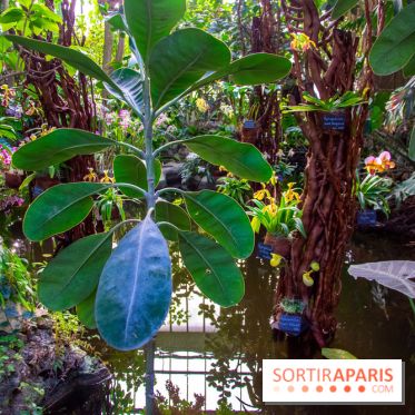 Mille et une Orchidées 2019 au Jardin des Plantes, les photos