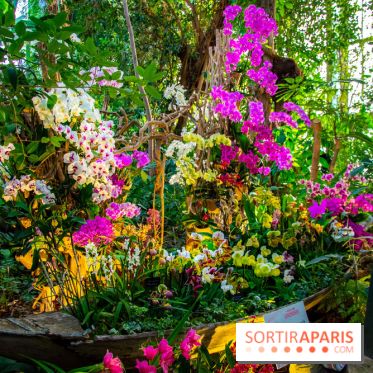 Mille et une Orchidées 2019 au Jardin des Plantes, les photos