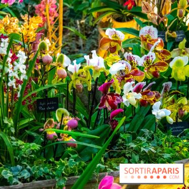 Mille et une Orchidées 2019 au Jardin des Plantes, les photos