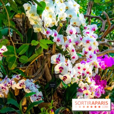 Mille et une Orchidées 2019 au Jardin des Plantes, les photos