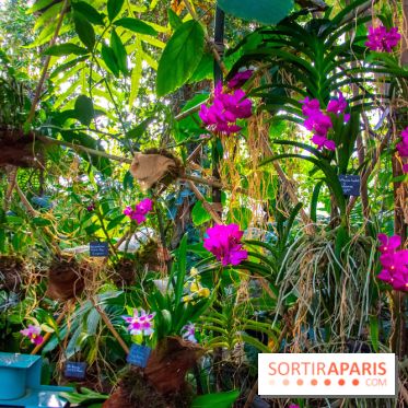 Mille et une Orchidées 2019 au Jardin des Plantes, les photos