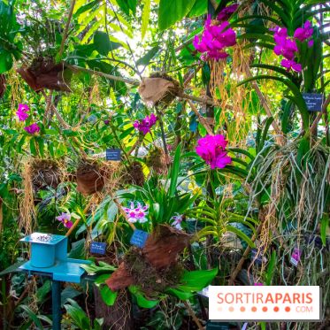 Mille et une Orchidées 2019 au Jardin des Plantes, les photos