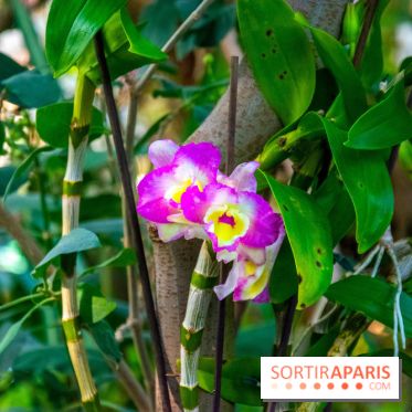 Mille et une Orchidées 2019 au Jardin des Plantes, les photos