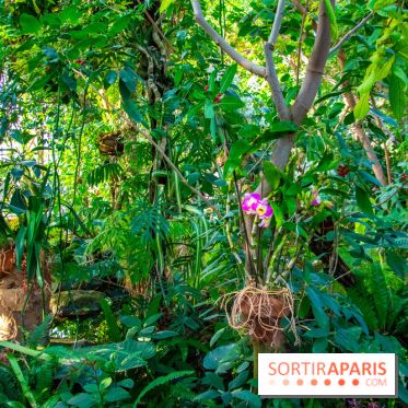Mille et une Orchidées 2019 au Jardin des Plantes, les photos