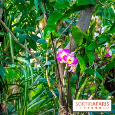 Mille et une Orchidées 2019 au Jardin des Plantes, les photos