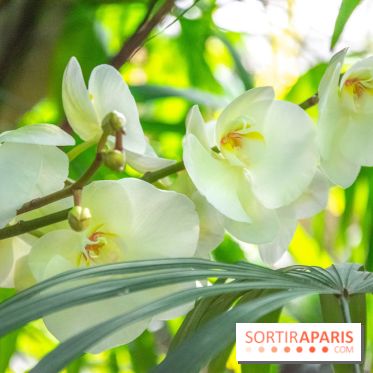 Mille et une Orchidées 2019 au Jardin des Plantes, les photos