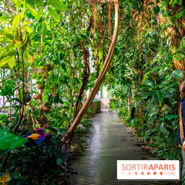 Mille et une Orchidées 2019 au Jardin des Plantes, les photos