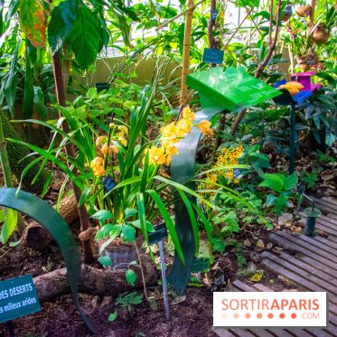 Mille et une Orchidées 2019 au Jardin des Plantes, les photos