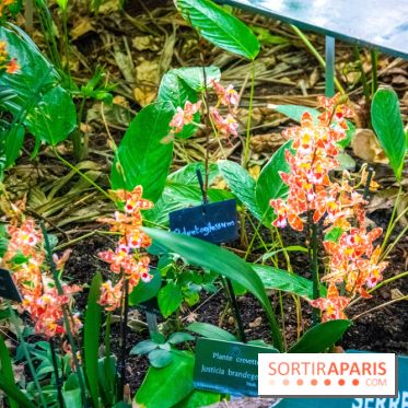Mille et une Orchidées 2019 au Jardin des Plantes, les photos