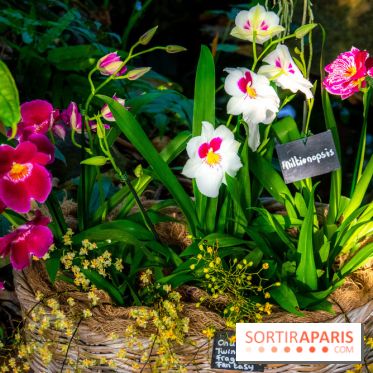 Mille et une Orchidées 2019 au Jardin des Plantes, les photos