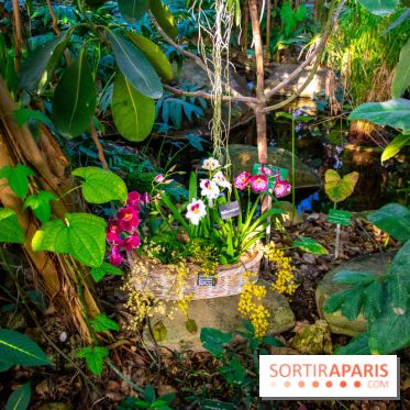 Mille et une Orchidées 2019 au Jardin des Plantes, les photos