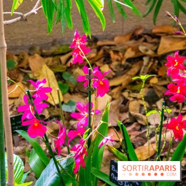 Mille et une Orchidées 2019 au Jardin des Plantes, les photos