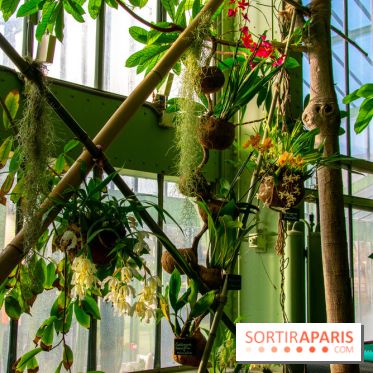 Mille et une Orchidées 2019 au Jardin des Plantes, les photos