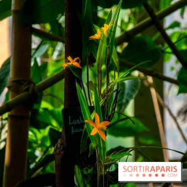 Mille et une Orchidées 2019 au Jardin des Plantes, les photos