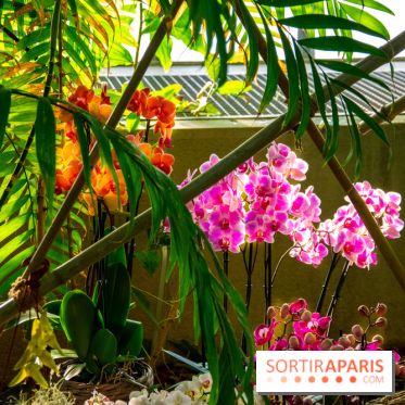 Mille et une Orchidées 2019 au Jardin des Plantes, les photos