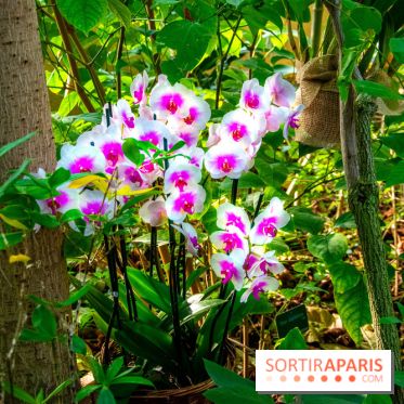 Mille et une Orchidées 2019 au Jardin des Plantes, les photos