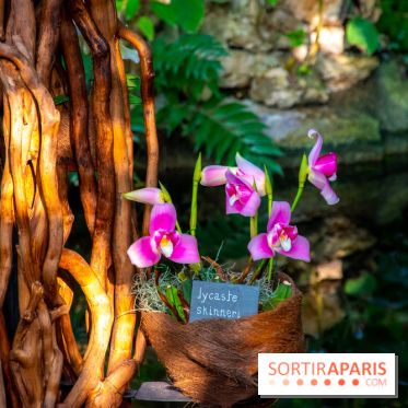 Mille et une Orchidées 2019 au Jardin des Plantes, les photos