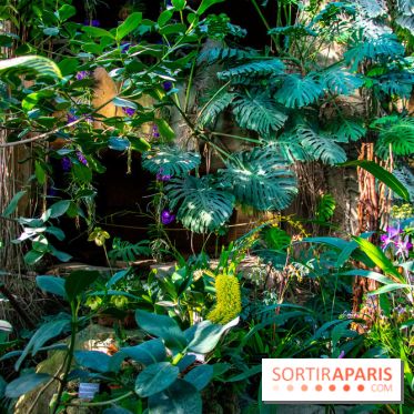 Mille et une Orchidées 2019 au Jardin des Plantes, les photos