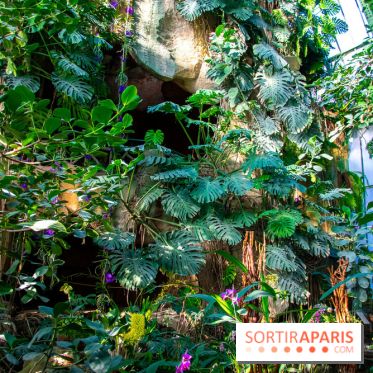 Mille et une Orchidées 2019 au Jardin des Plantes, les photos