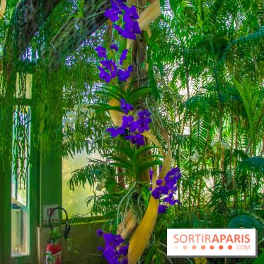 Mille et une Orchidées 2019 au Jardin des Plantes, les photos