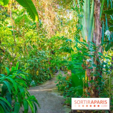 Mille et une Orchidées 2019 au Jardin des Plantes, les photos