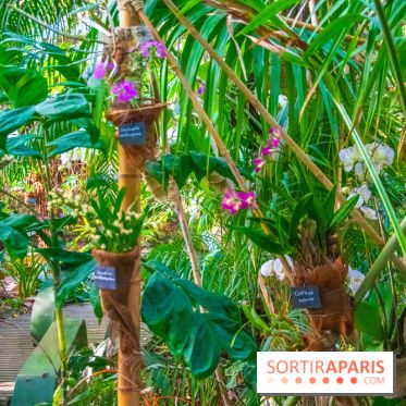 Mille et une Orchidées 2019 au Jardin des Plantes, les photos