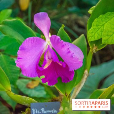 Mille et une Orchidées 2019 au Jardin des Plantes, les photos
