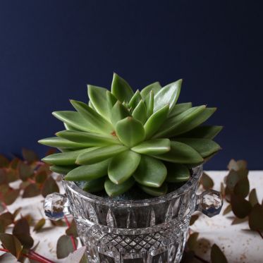 The Blond Cactus, quand le cactus passe en mode vintage