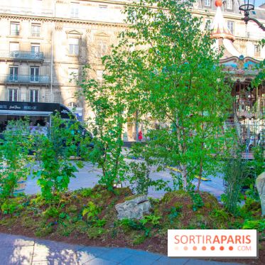 Journée Internationale des Forêts 2019