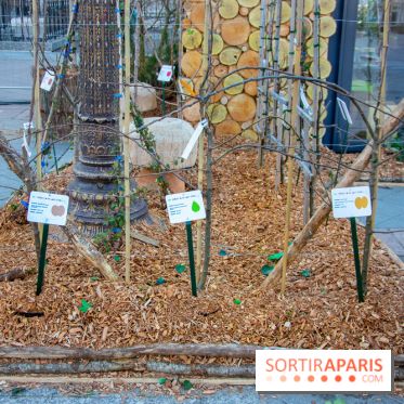 Journée Internationale des Forêts 2019