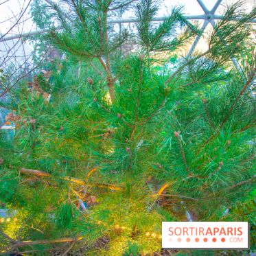 La forêt, une expérience à vivre sur le Parvis de l'Hôtel de Ville