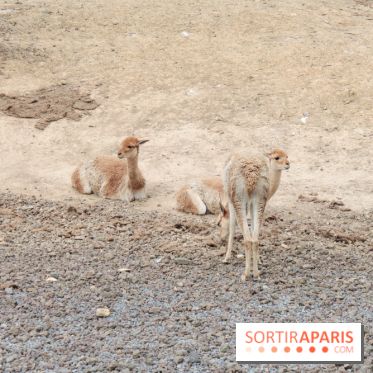 Parc Zoologique de Paris 2019