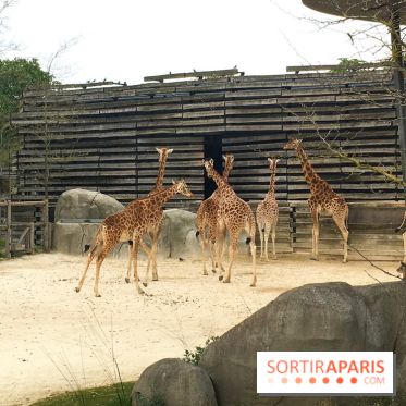 Parc Zoologique de Paris 2019