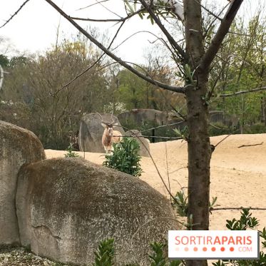 Parc Zoologique de Paris 2019