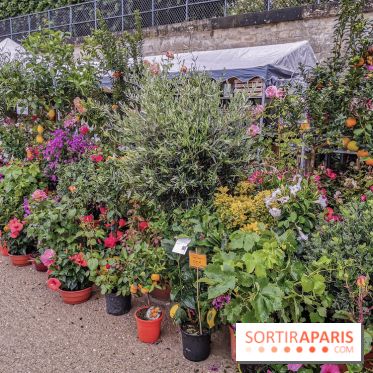 Jardins Jardin aux Tuileries 2019