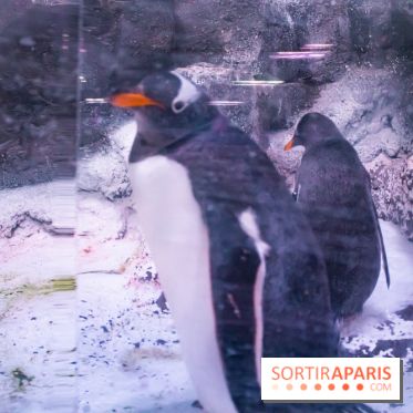 Les petits déjeuners avec les manchots de l'aquarium Sea Life