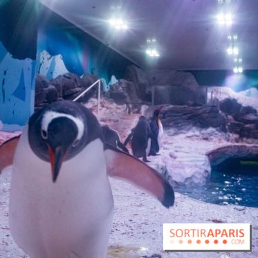 Les petits déjeuners avec les manchots de l'aquarium Sea Life