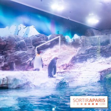 Les petits déjeuners avec les manchots de l'aquarium Sea Life