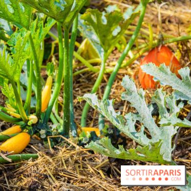 Le Château de Chambord fête ses 500 ans : le programme des festivités