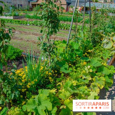 Le Château de Chambord fête ses 500 ans : le programme des festivités
