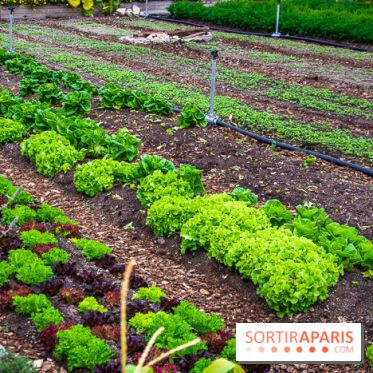 Le Château de Chambord fête ses 500 ans : le programme des festivités