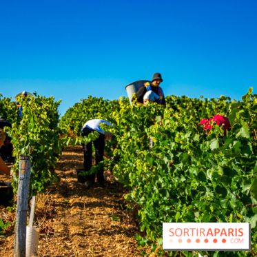 Le Château de Vault-de-Lugny - excursions dans la région
