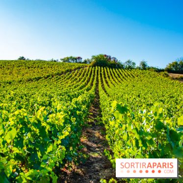 Le Château de Vault-de-Lugny - excursions dans la région