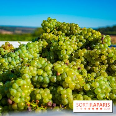 Le Château de Vault-de-Lugny - excursions dans la région