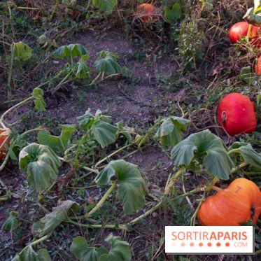 Le Château de Vault-de-Lugny, un écrin royal à deux heures de Paris