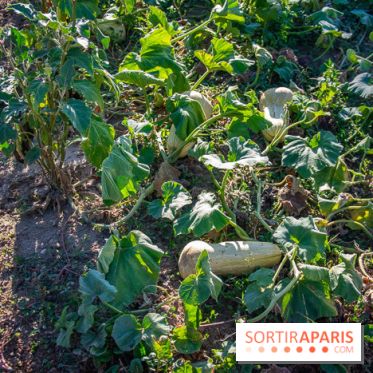 Le Château de Vault-de-Lugny, un écrin royal à deux heures de Paris