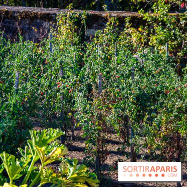 Le Château de Vault-de-Lugny, un écrin royal à deux heures de Paris