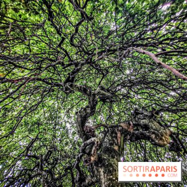 Le parcours des Arbres Admirables dans le domaine du château de Versailles