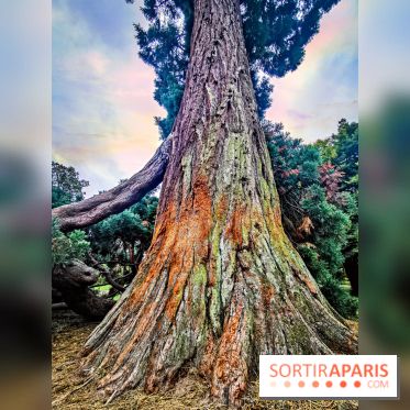 Le parcours des Arbres Admirables dans le domaine du château de Versailles