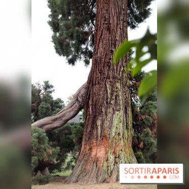 Le parcours des Arbres Admirables dans le domaine du château de Versailles